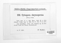 Cytospora chrysosperma image